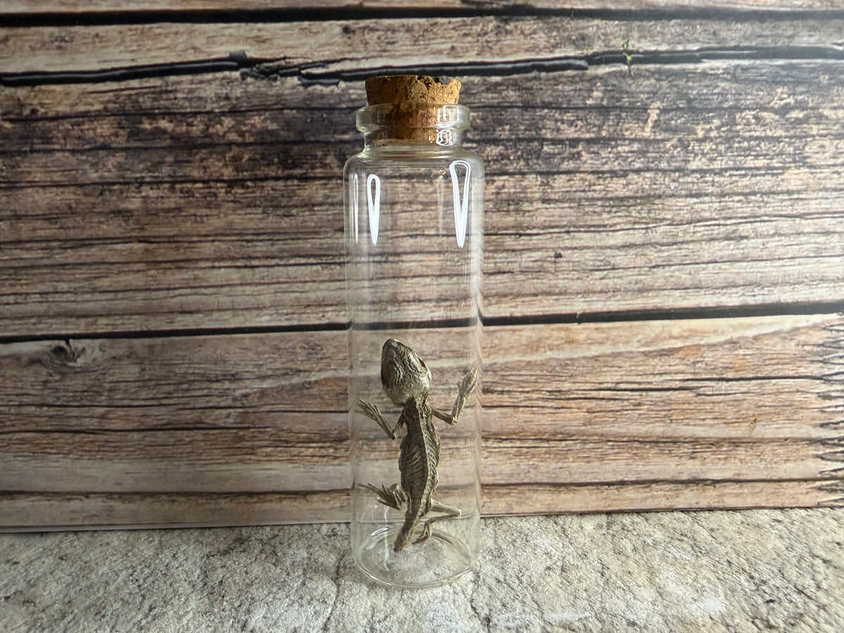 Dry Preserved Bearded Dragon