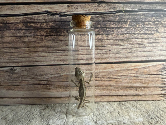 Dry Preserved Bearded Dragon