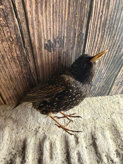 European Starling Taxidermy (Unmounted)