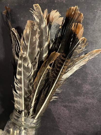 Craft Grade Wild Turkey Feather