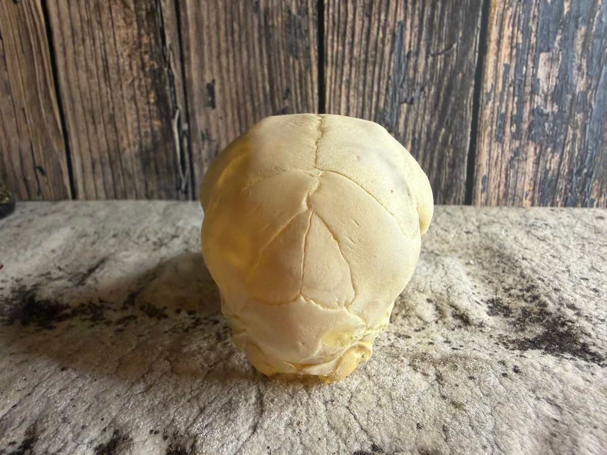 Juvenile Goat Skull