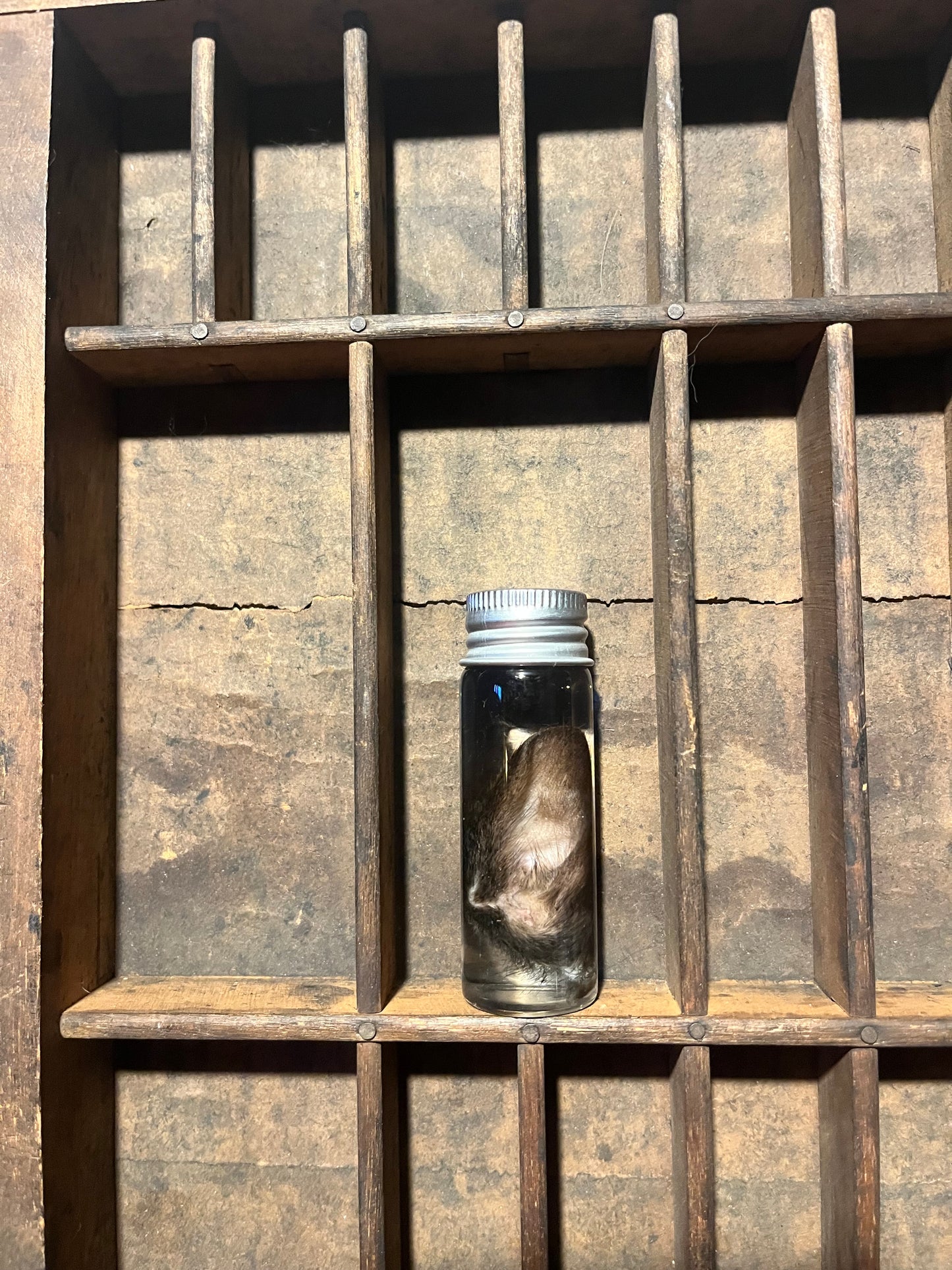 Squirrel Ear Wet Specimen Vial