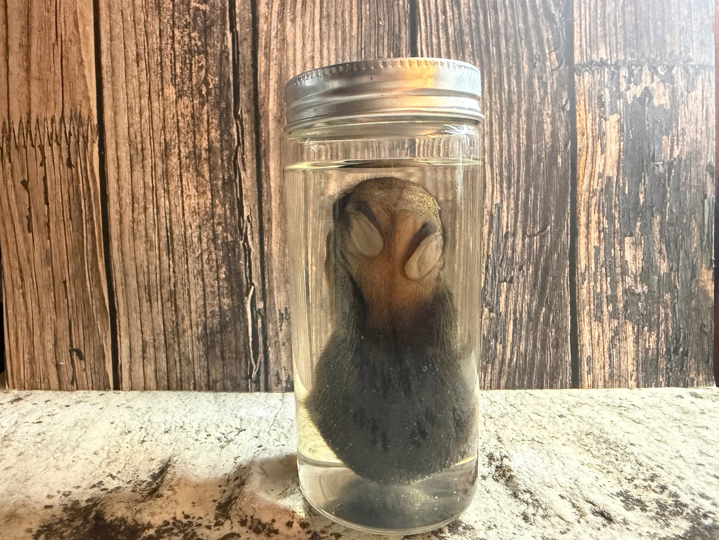 Baby Wild Rabbit Wet Specimen (#3)