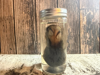 Baby Wild Rabbit Wet Specimen (#3)