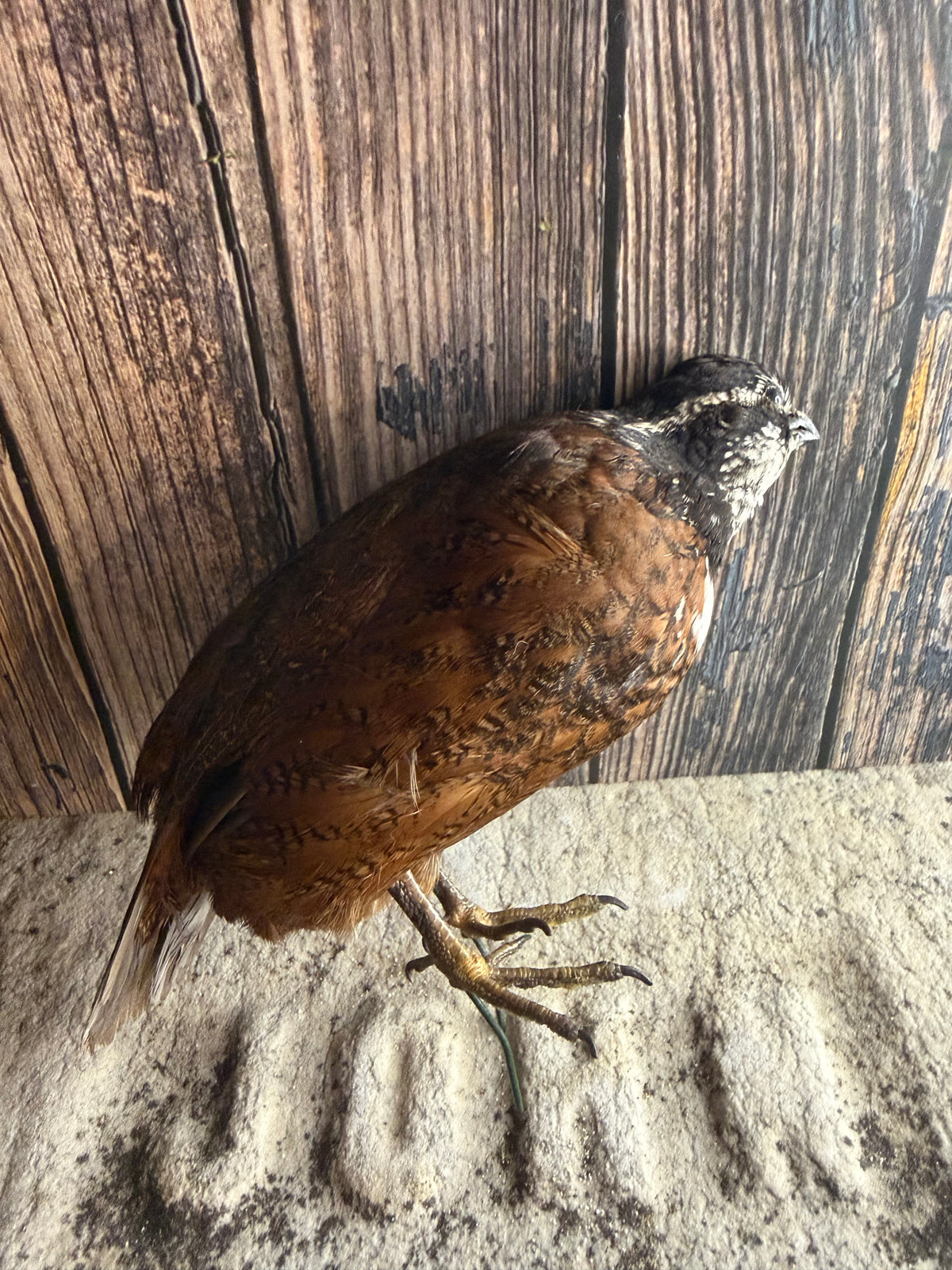 Male Bobwhite Quail Taxidermy (Unmounted)