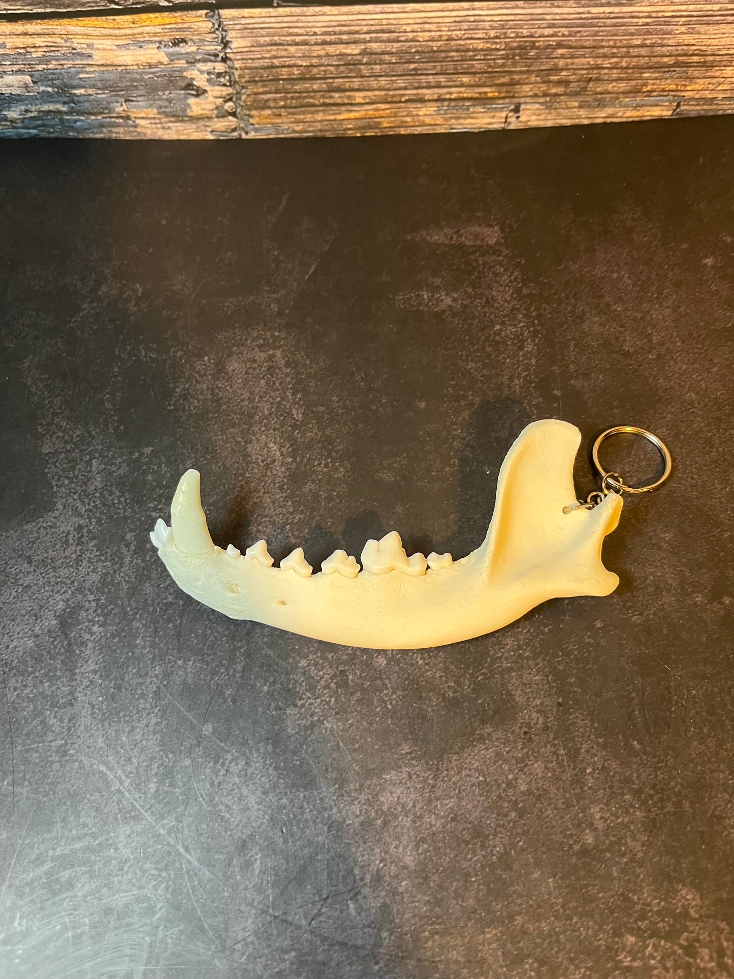 Domestic Dog Jawbone Keychain