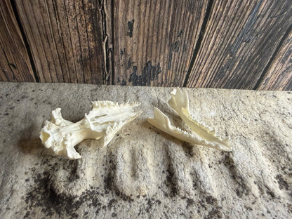 Tiny Virginia Opossum Skull