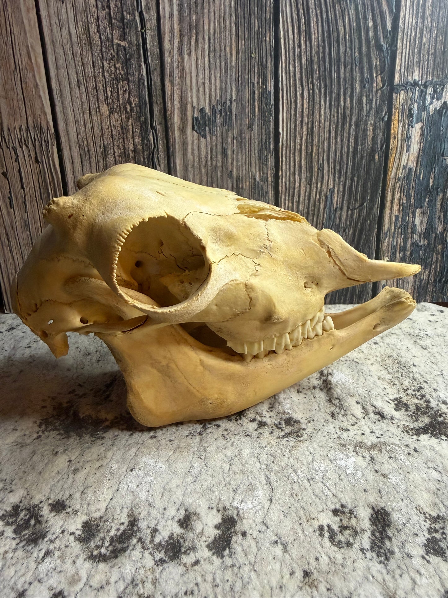Craft Grade Juvenile Goat Skull