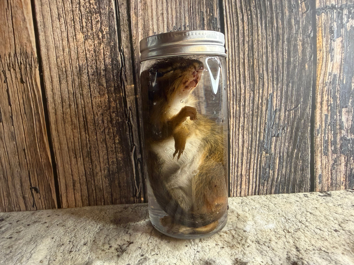 Chipmunk Wet Specimen