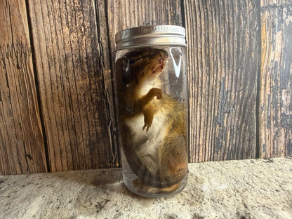 Chipmunk Wet Specimen