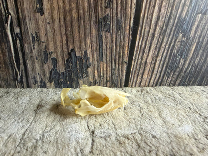 Partial Hedgehog Skull