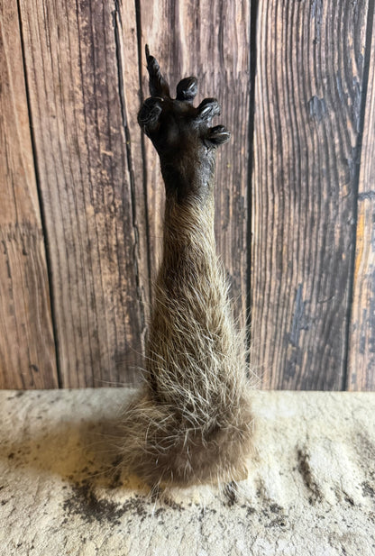 ‘The Bird’ Taxidermy Raccoon Paw