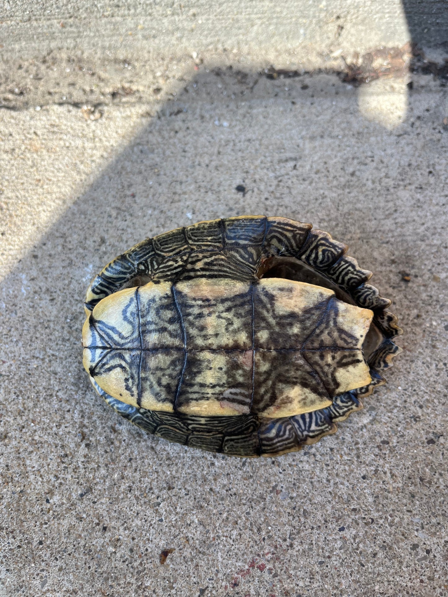 Map Turtle Shell