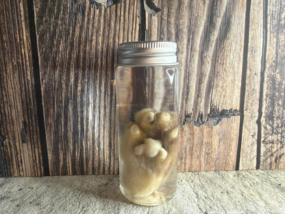 Kitten Paw Wet Specimen