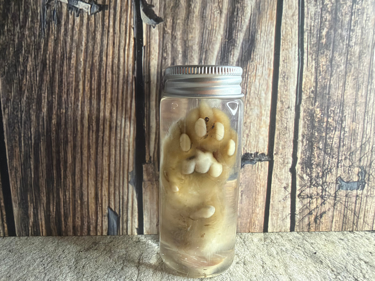Kitten Paw Wet Specimen