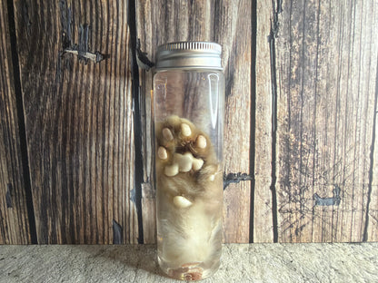 Kitten Paw Wet Specimen