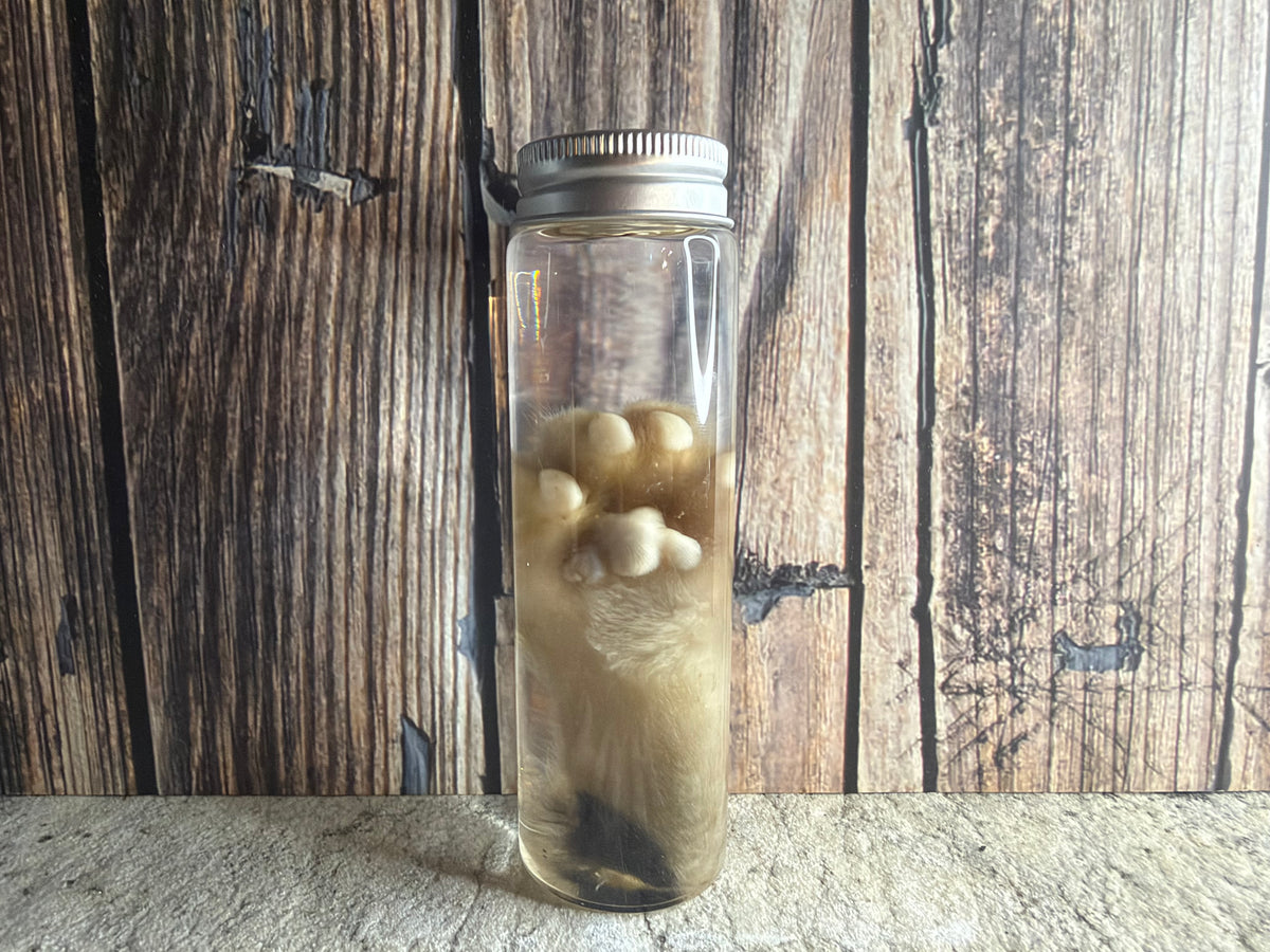 Kitten Paw Wet Specimen