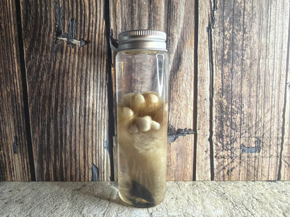 Kitten Paw Wet Specimen