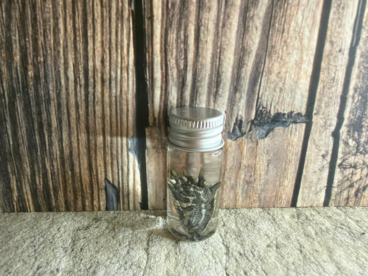 Red Eared Slider Turtle Foot Wet Specimen