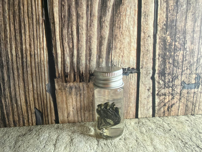 Red Eared Slider Turtle Foot Wet Specimen