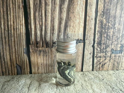Red Eared Slider Turtle Foot Wet Specimen
