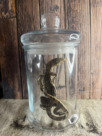Dry Preserved Monitor Lizard