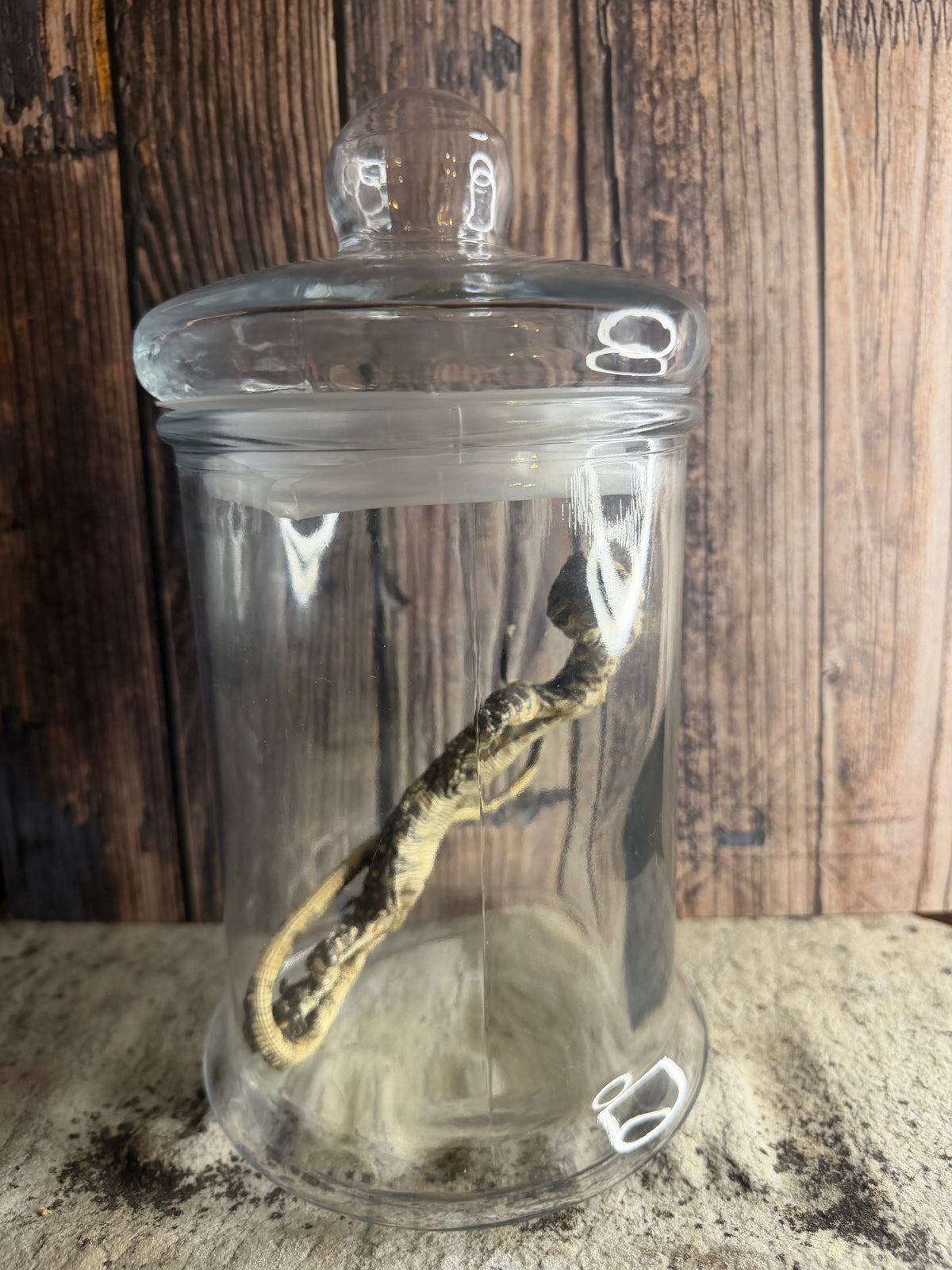 Dry Preserved Monitor Lizard