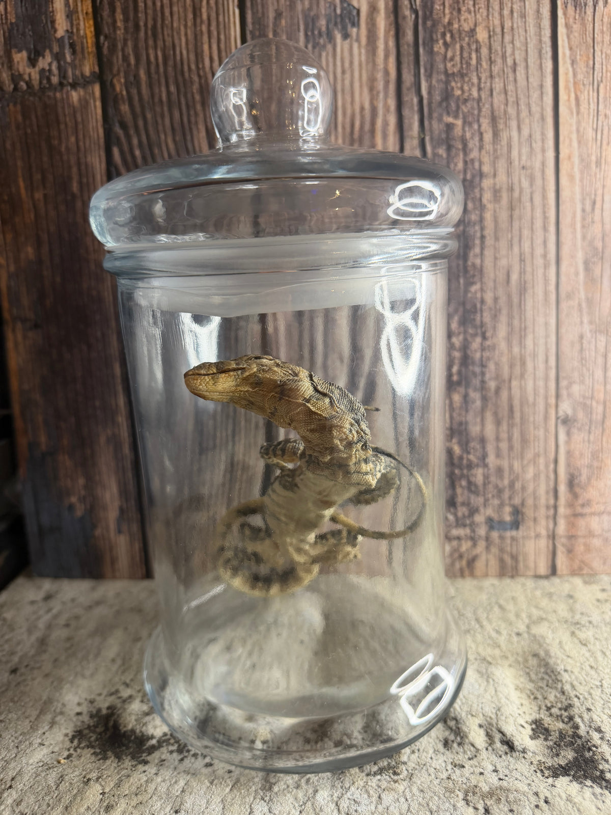 Dry Preserved Monitor Lizard