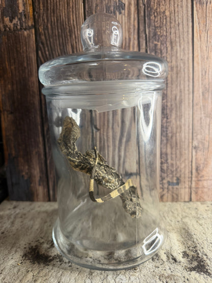 Dry Preserved Monitor Lizard
