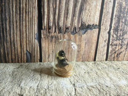 Bumblebee Curio Dome