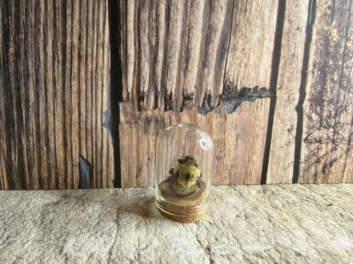 Bumblebee Curio Dome