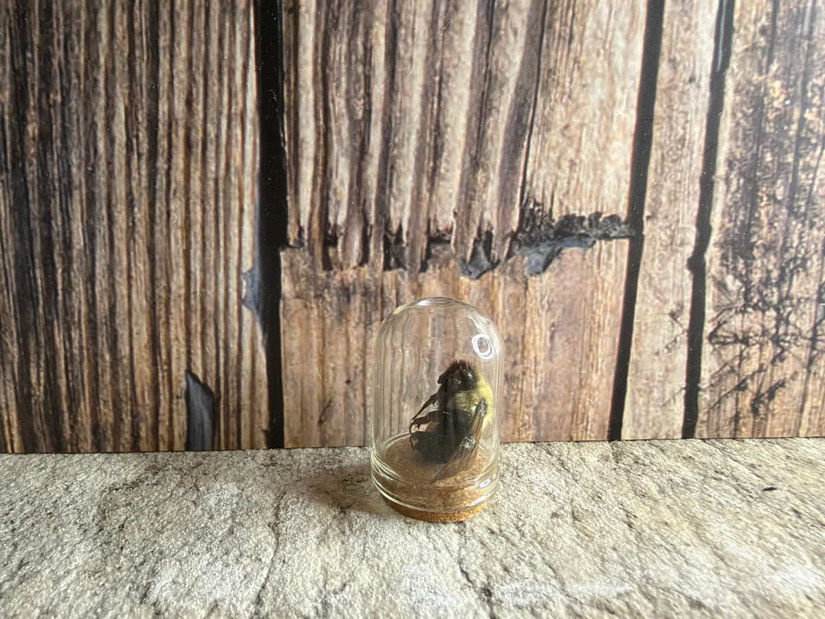 Bumblebee Curio Dome