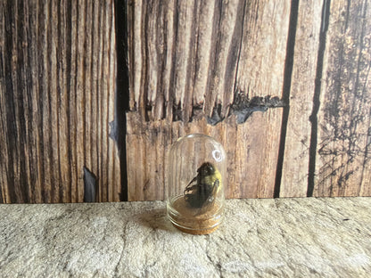 Bumblebee Curio Dome