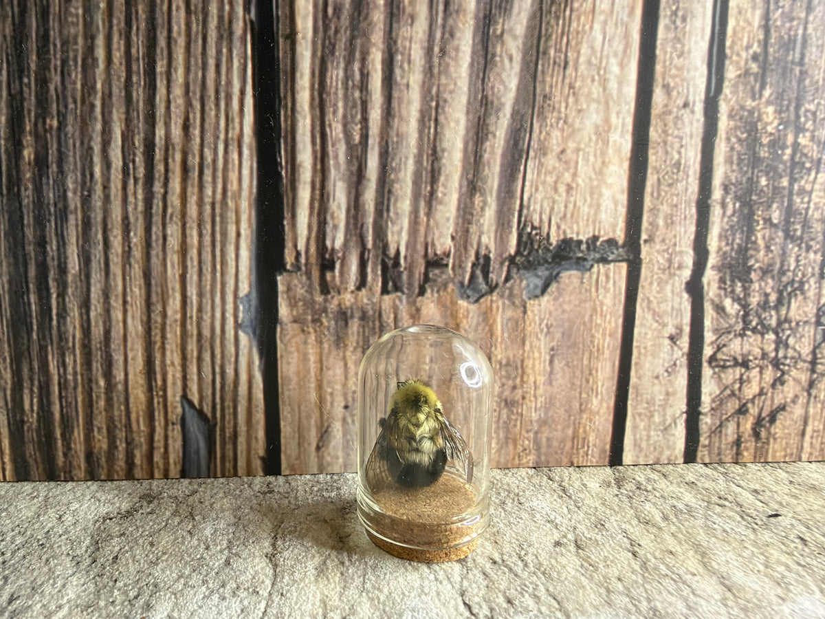 Bumblebee Curio Dome