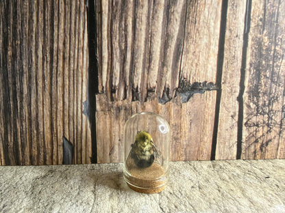 Bumblebee Curio Dome