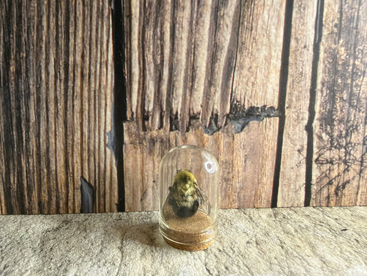 Bumblebee Curio Dome