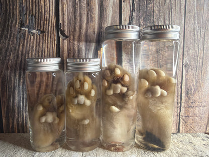 Kitten Paw Wet Specimen