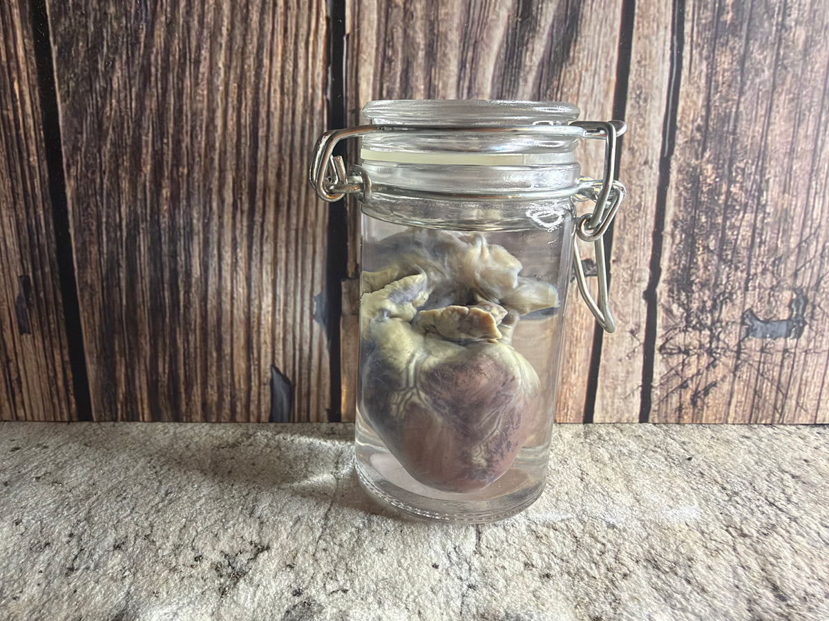 Domestic Cat Heart Wet Specimen