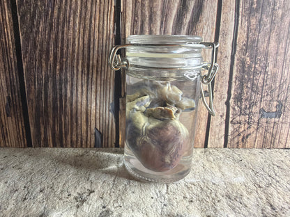Domestic Cat Heart Wet Specimen