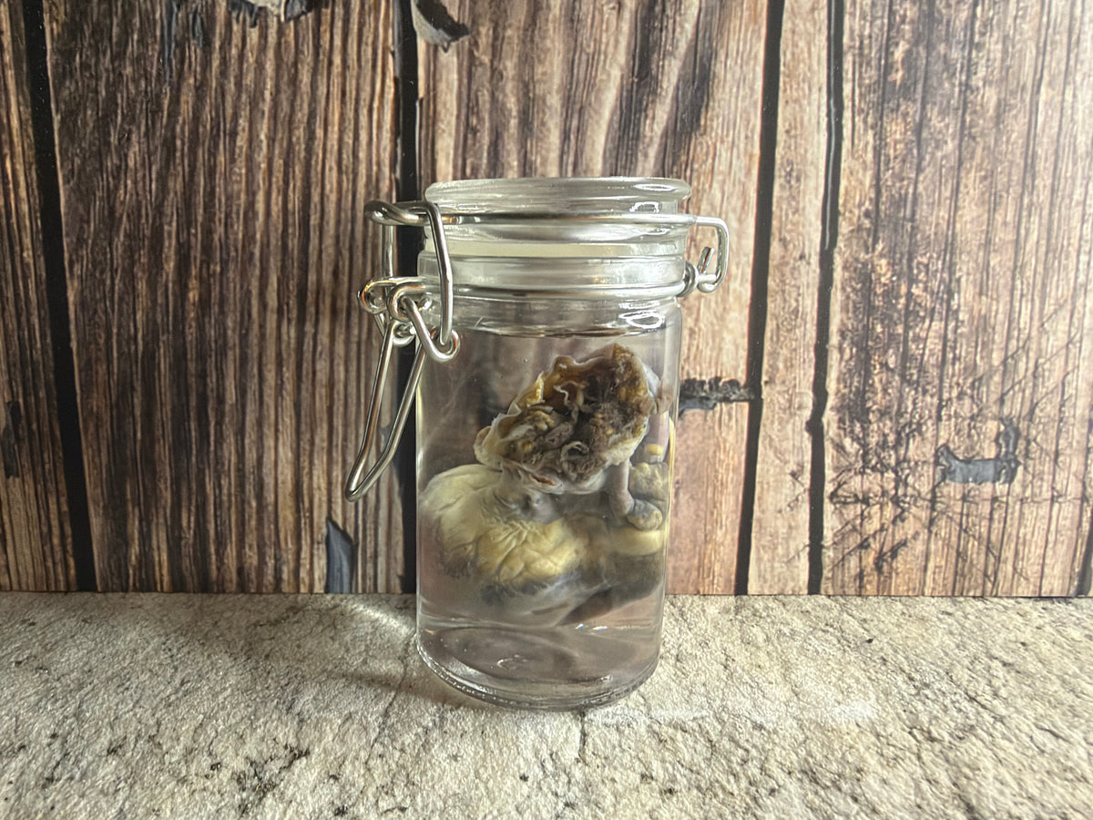 Domestic Cat Heart Wet Specimen