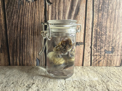 Domestic Cat Heart Wet Specimen