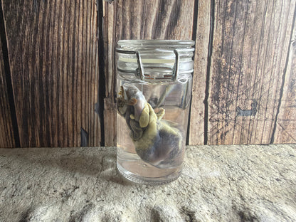 Domestic Cat Heart Wet Specimen