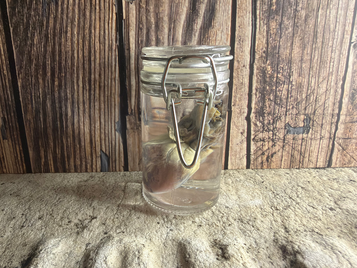 Domestic Cat Heart Wet Specimen
