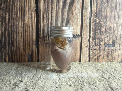 Virginia Opossum Heart Wet Specimen