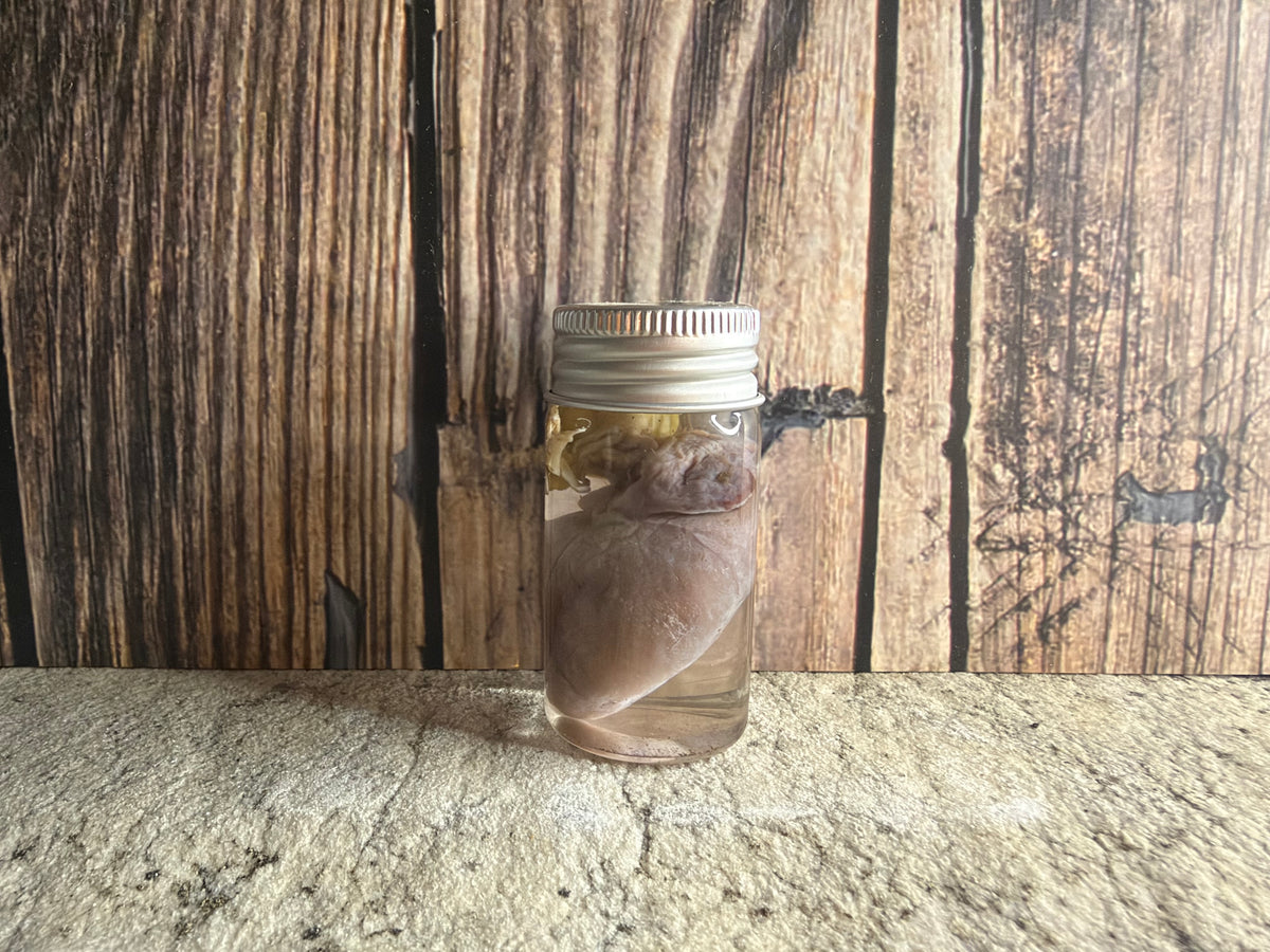 Virginia Opossum Heart Wet Specimen