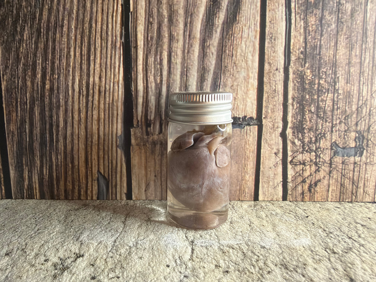 Virginia Opossum Heart Wet Specimen