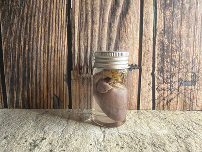 Virginia Opossum Heart Wet Specimen