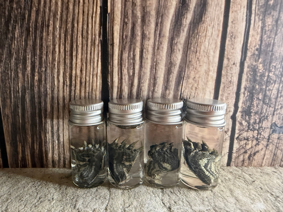 Red Eared Slider Turtle Foot Wet Specimen