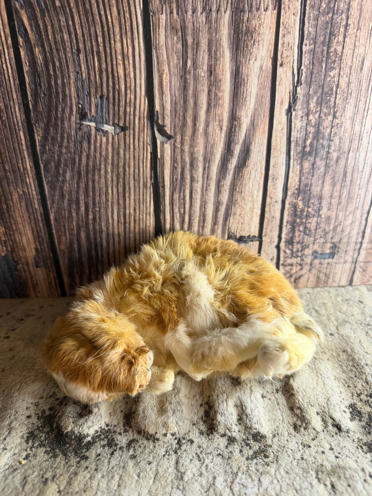 Dry Preserved Bunny Rabbit Kit (Fawn)