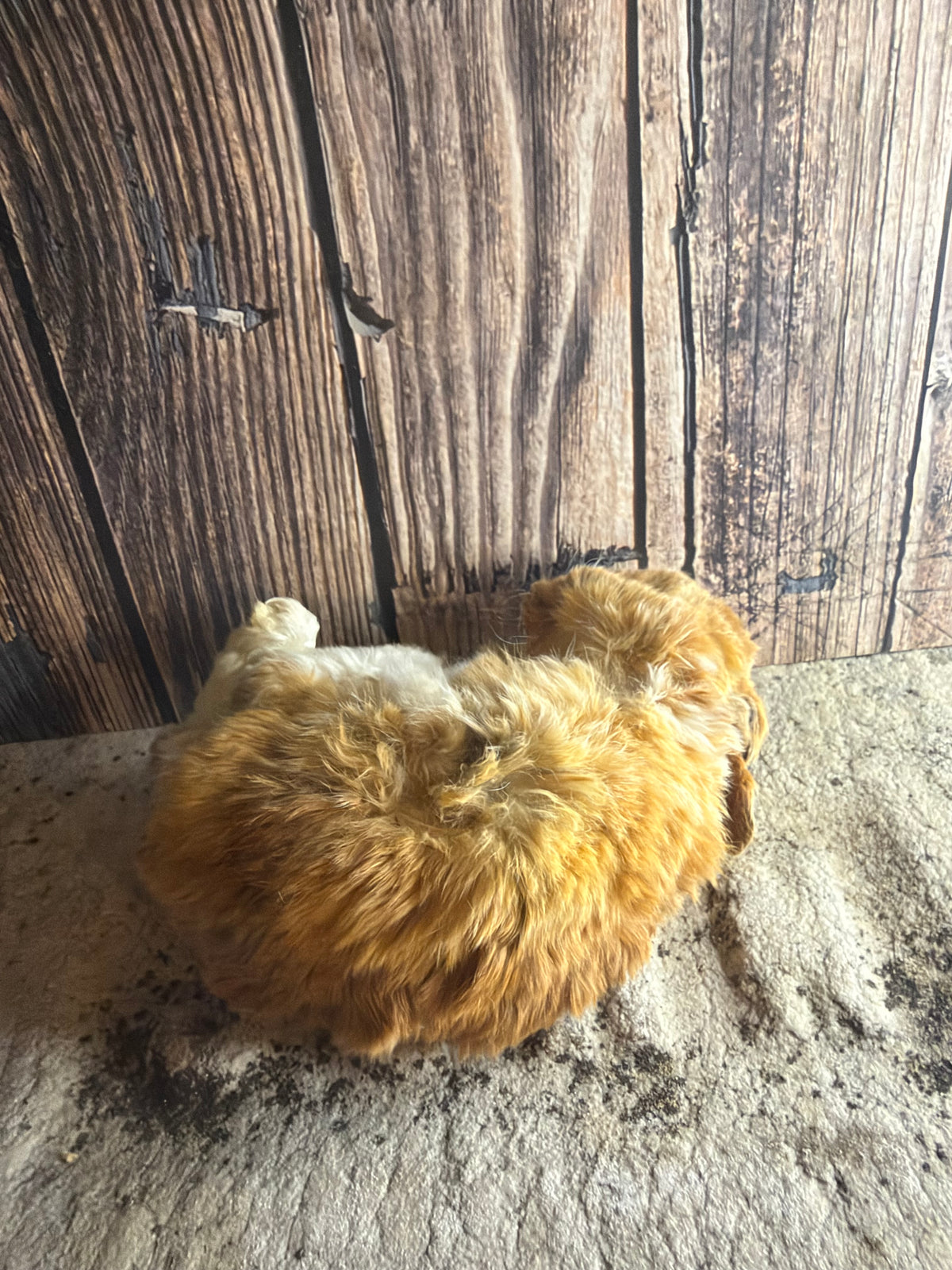 Dry Preserved Bunny Rabbit Kit (Fawn)